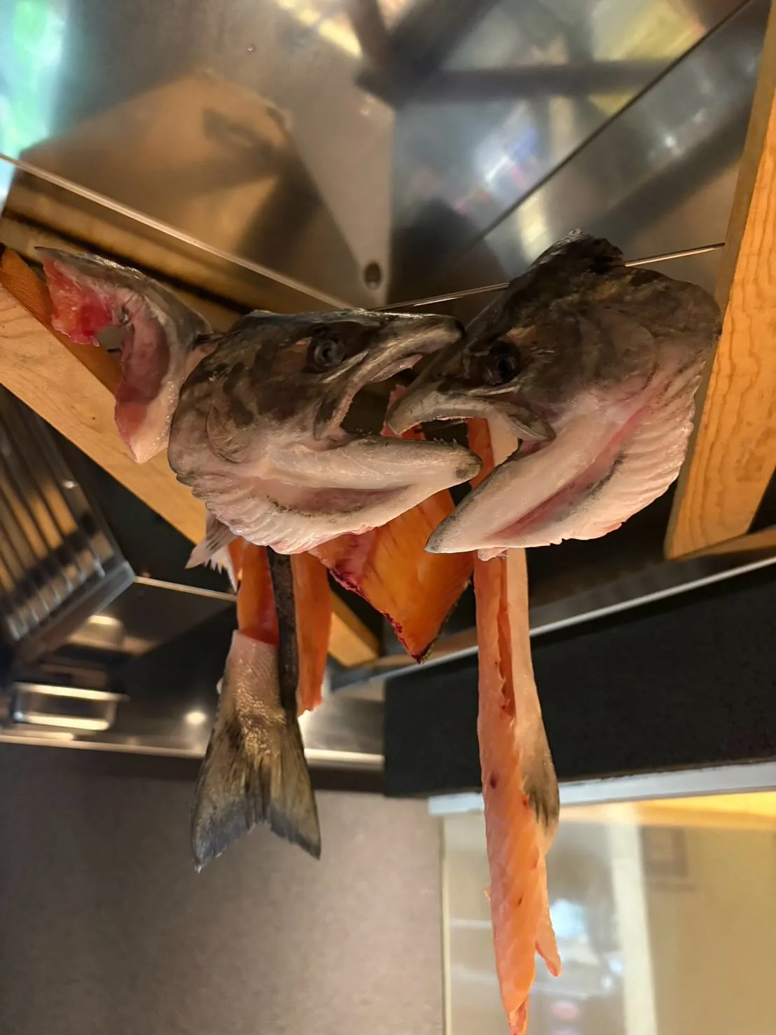 脂の乗ったサクラマス。